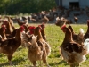 guer-84_les-poulets-dans-le-parcours